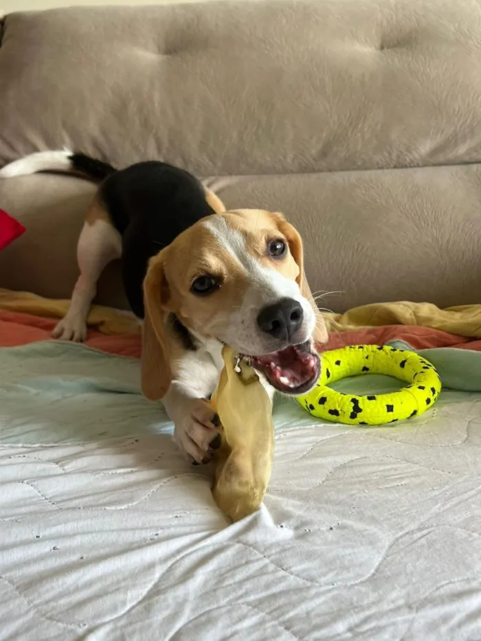 Cachorro raça Basset-Cofap idade 7 a 11 meses nome Spaten