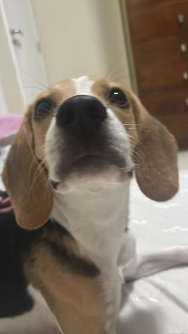Cachorro raça Basset-Cofap idade 7 a 11 meses nome Spaten