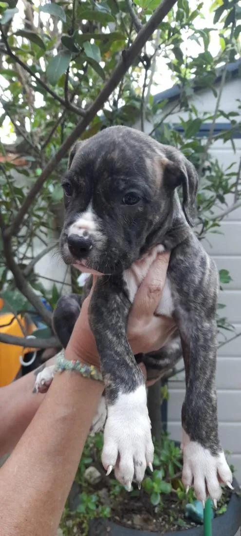 Cachorro raça SRD-ViraLata idade Abaixo de 2 meses nome Woody