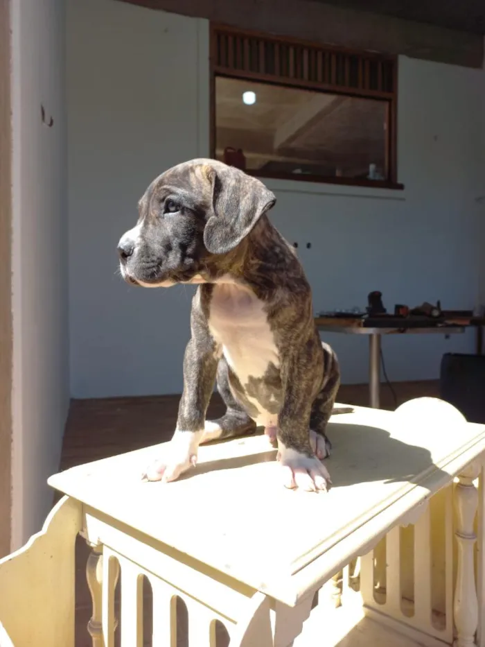 Cachorro raça SRD-ViraLata idade Abaixo de 2 meses nome Woody