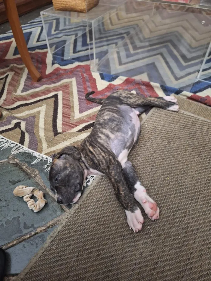 Cachorro raça SRD-ViraLata idade Abaixo de 2 meses nome Woody