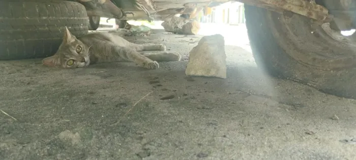 Gato raça SRD-ViraLata idade 7 a 11 meses nome Mia