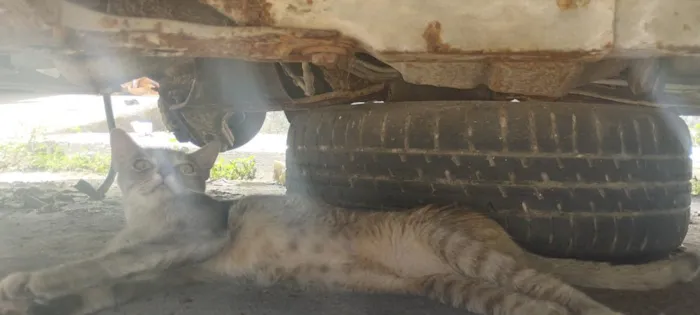 Gato raça SRD-ViraLata idade 7 a 11 meses nome Mia