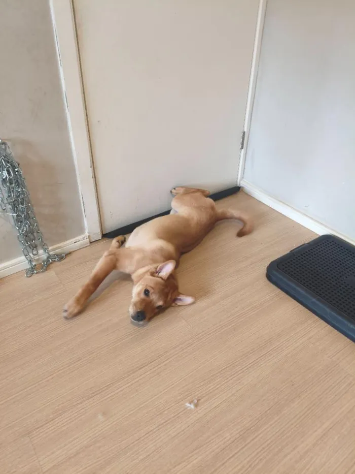 Cachorro raça SRD-ViraLata idade 2 a 6 meses nome Gohan