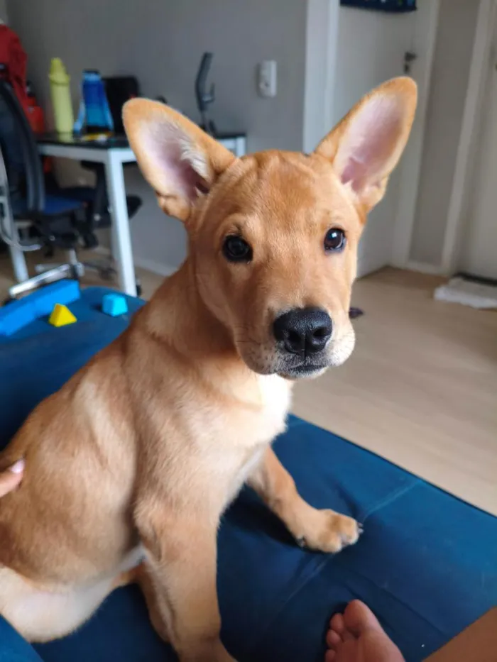 Cachorro raça SRD-ViraLata idade 2 a 6 meses nome Gohan