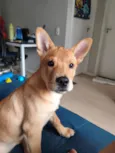 Gohan