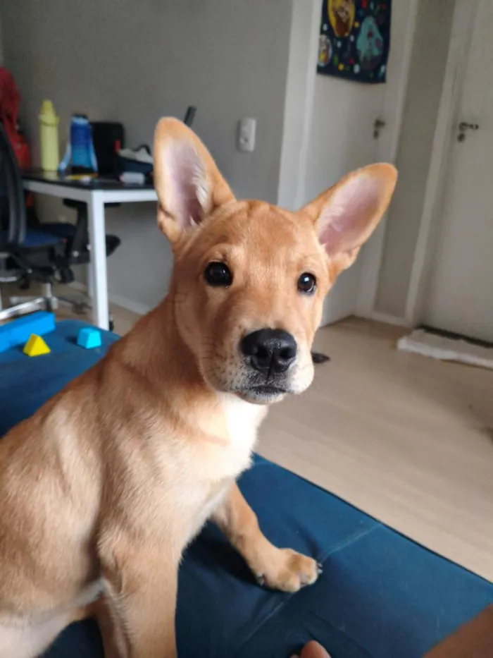 Cachorro raça SRD-ViraLata idade 2 a 6 meses nome Gohan