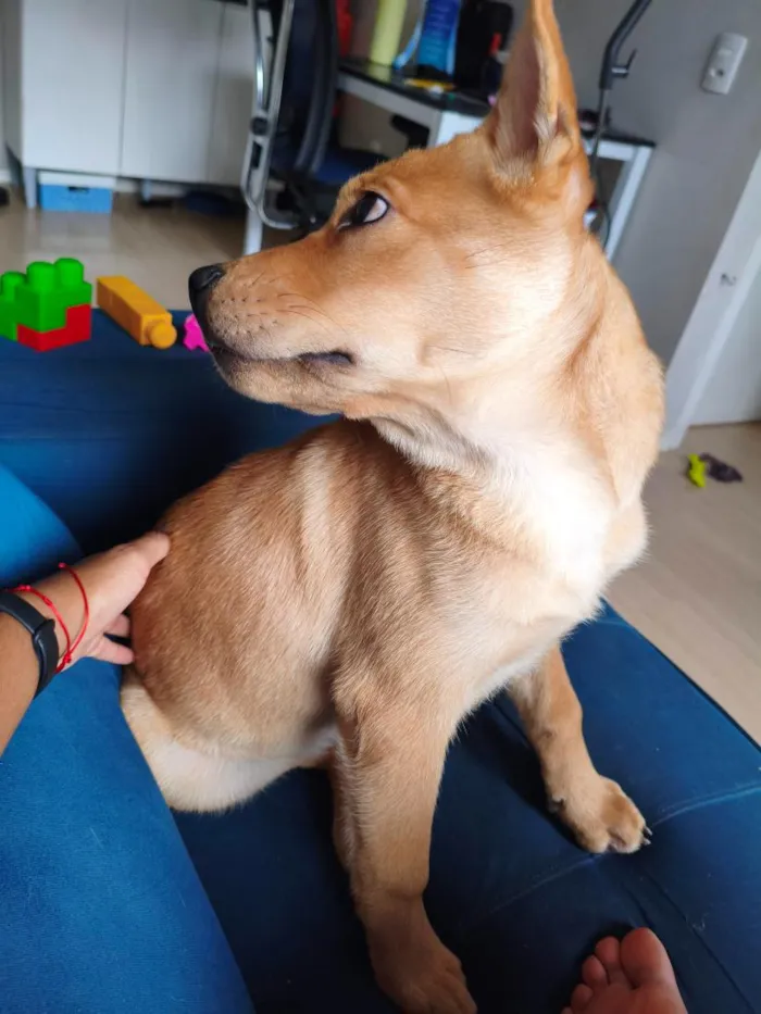 Cachorro raça SRD-ViraLata idade 2 a 6 meses nome Gohan
