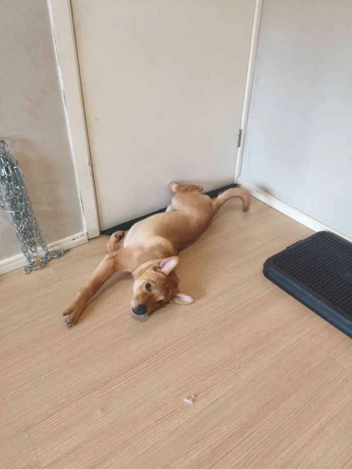 Cachorro raça SRD-ViraLata idade 2 a 6 meses nome Gohan