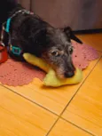 Pupy