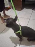 Pupy