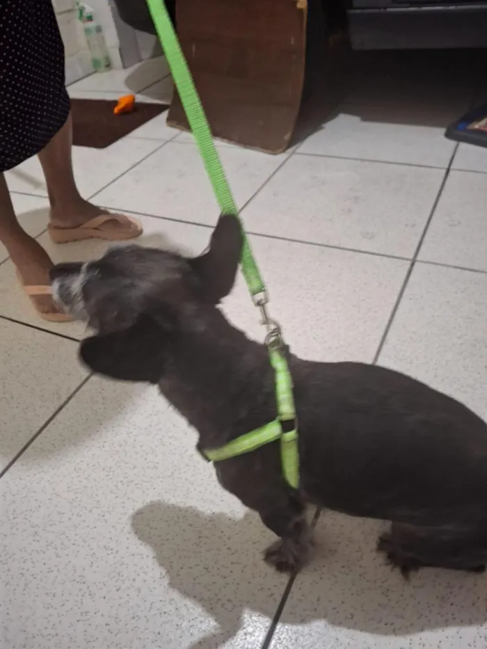 Cachorro raça SRD-ViraLata idade 6 ou mais anos nome Pupy