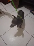Pupy