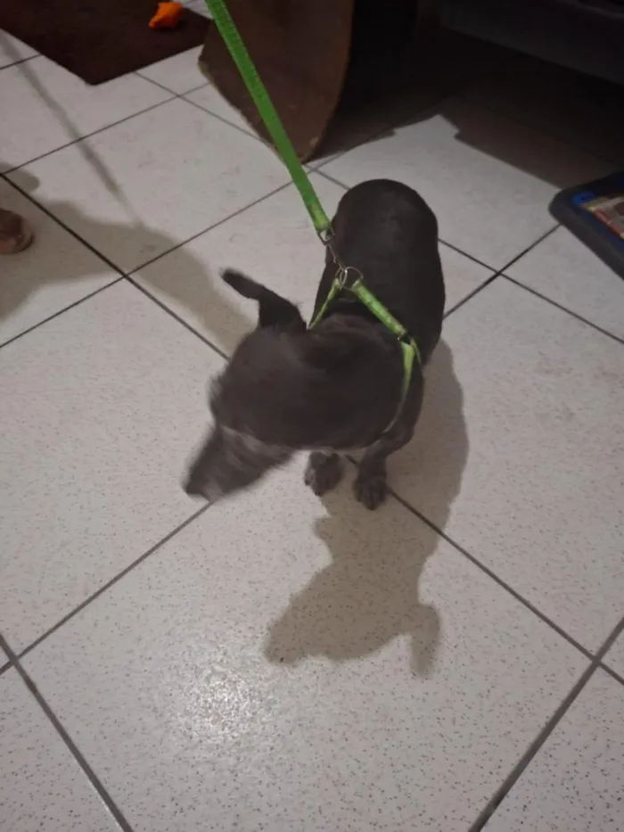 Cachorro raça SRD-ViraLata idade 6 ou mais anos nome Pupy