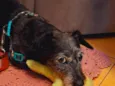 Pupy