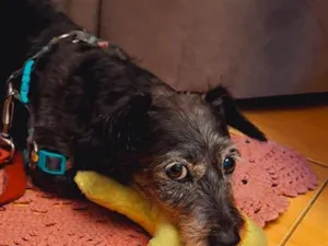 Cachorro raça SRD-ViraLata idade 6 ou mais anos nome Pupy