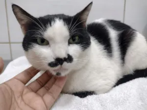 Gato raça SRD-ViraLata idade 3 anos nome Frajolino 