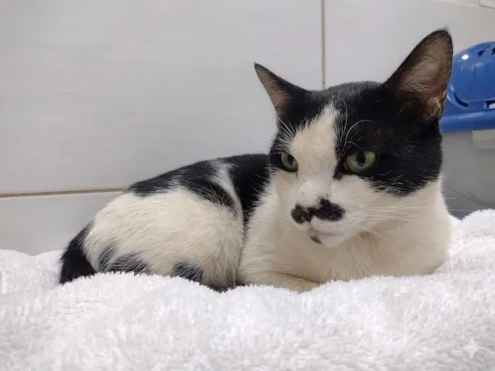 Gato raça SRD-ViraLata idade 3 anos nome Frajolino 