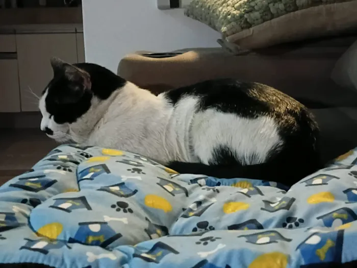 Gato raça SRD-ViraLata idade 3 anos nome Frajolino 