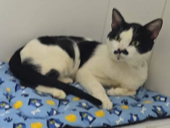 Gato raça SRD-ViraLata idade 3 anos nome Frajolino 