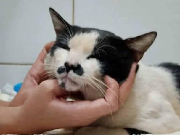 Gato raça SRD-ViraLata idade 3 anos nome Frajolino 