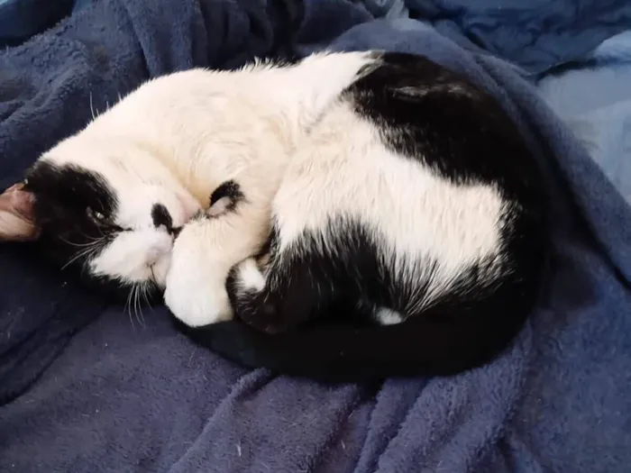 Gato raça SRD-ViraLata idade 3 anos nome Frajolino 