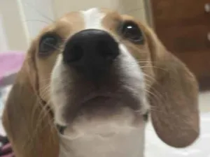 Cachorro raça Basset-Cofap idade 7 a 11 meses nome Spaten
