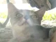 Mia