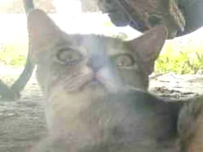 Gato raça SRD-ViraLata idade 7 a 11 meses nome Mia