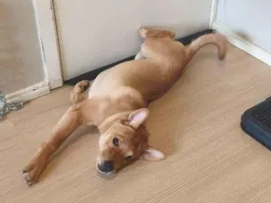 Cachorro raça SRD-ViraLata idade 2 a 6 meses nome Gohan