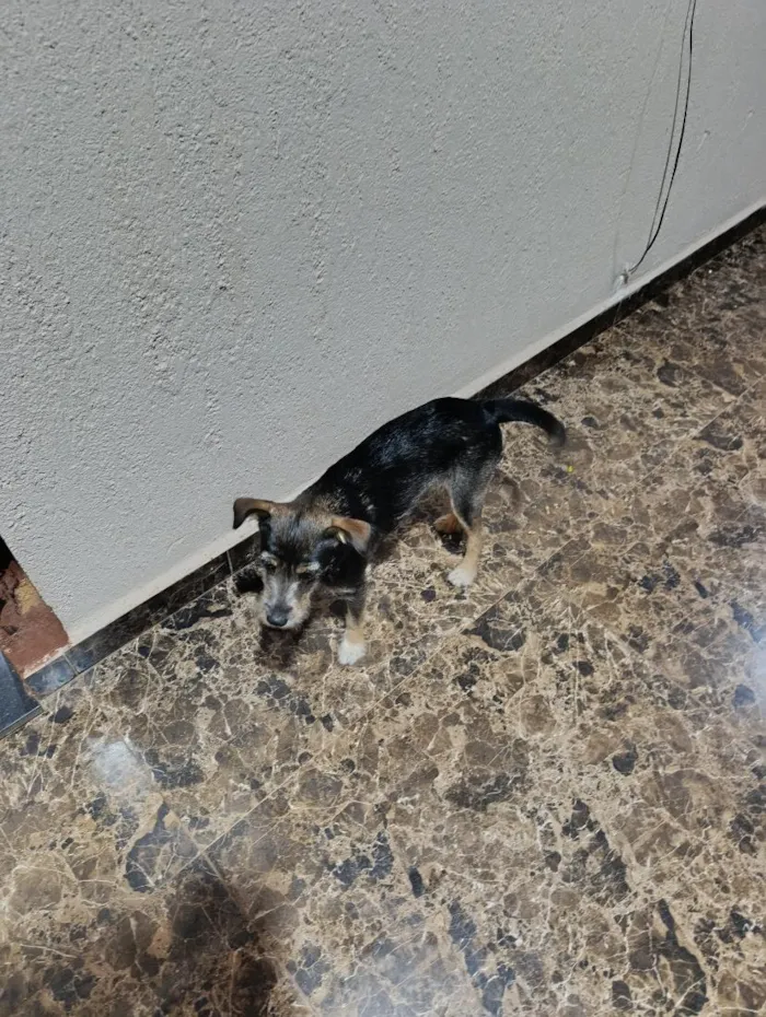 Cachorro raça SRD-ViraLata idade 7 a 11 meses nome Mel