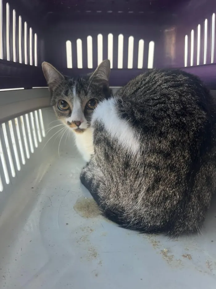 Gato raça SRD-ViraLata idade 2 a 6 meses nome Não sabemos o nome