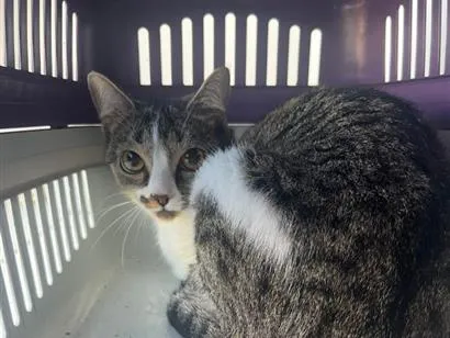 Gato raça SRD-ViraLata idade 2 a 6 meses nome Não sabemos o nome