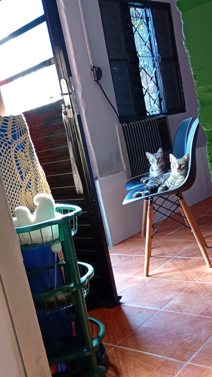 Gato raça SRD-ViraLata idade 7 a 11 meses nome pililico peleleco
