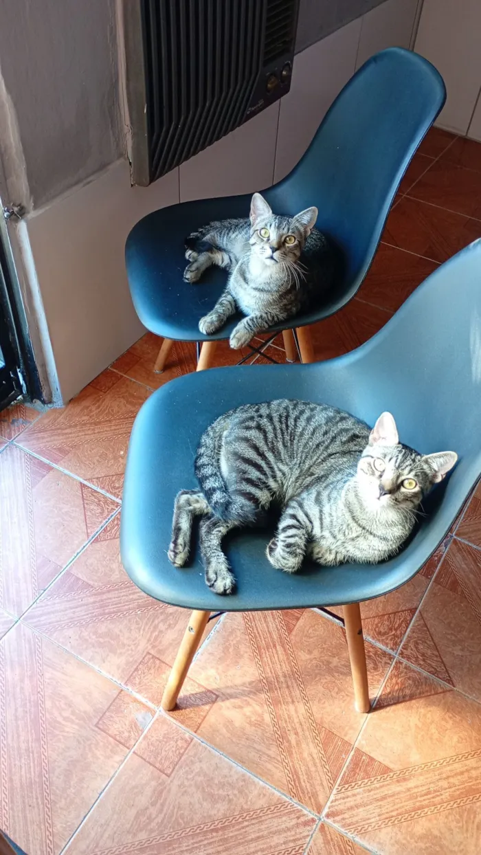 Gato raça SRD-ViraLata idade 7 a 11 meses nome pililico peleleco