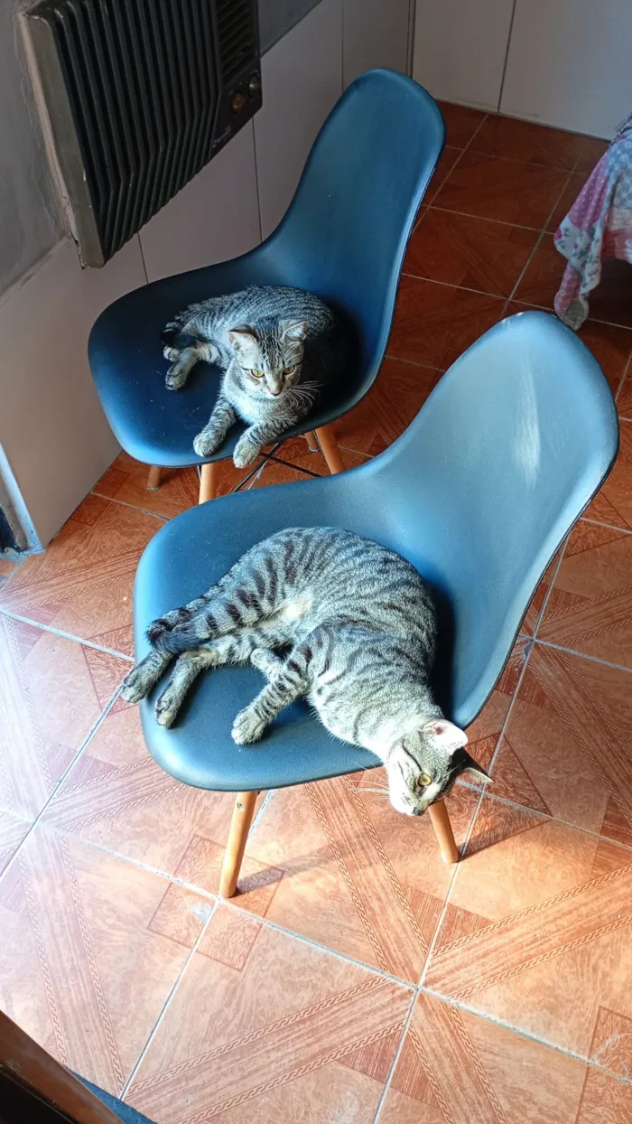 Gato raça SRD-ViraLata idade 7 a 11 meses nome pililico peleleco