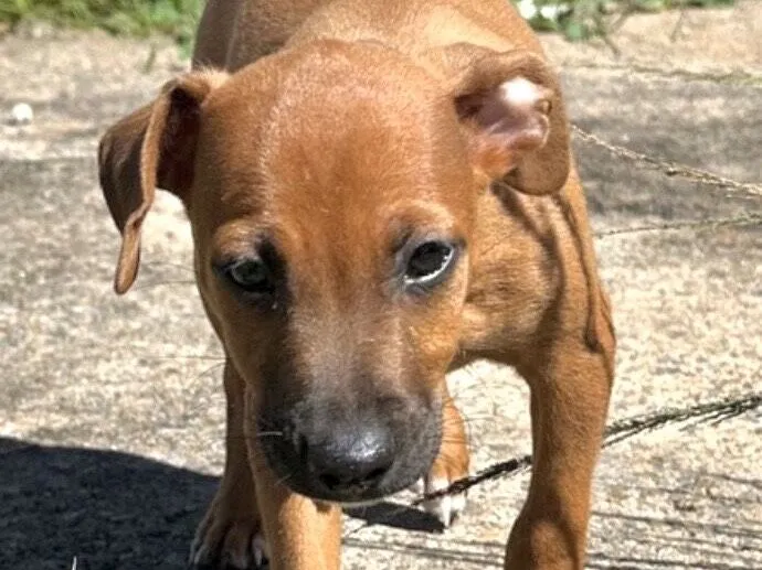Cachorro raça SRD-ViraLata idade 2 a 6 meses nome Caco