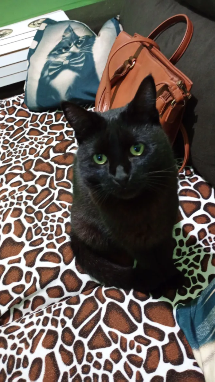 Gato raça SRD-ViraLata idade 1 ano nome pantera 