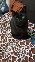 pantera 