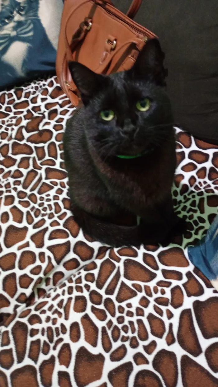 Gato raça SRD-ViraLata idade 1 ano nome pantera 