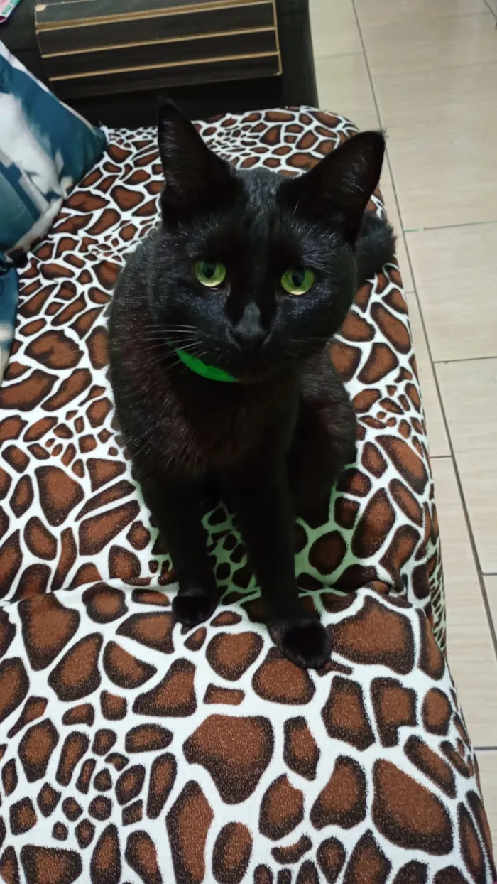 Gato raça SRD-ViraLata idade 1 ano nome pantera 
