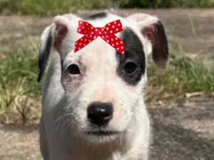 Cachorro raça SRD-ViraLata idade 2 a 6 meses nome Luna 
