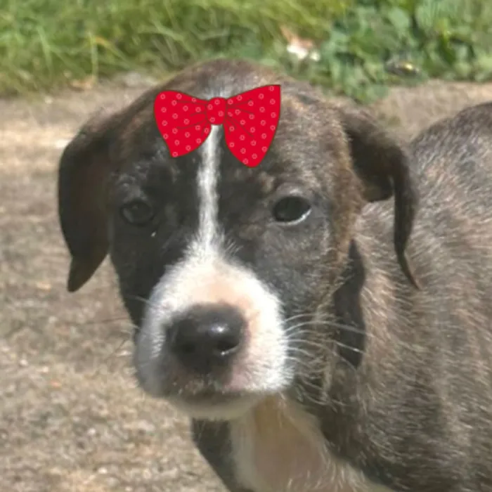 Cachorro raça SRD-ViraLata idade 2 a 6 meses nome Raika 