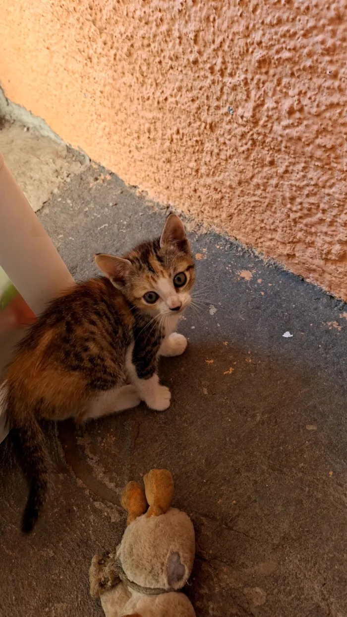 Gato raça SRD-ViraLata idade 2 anos nome Funny 
