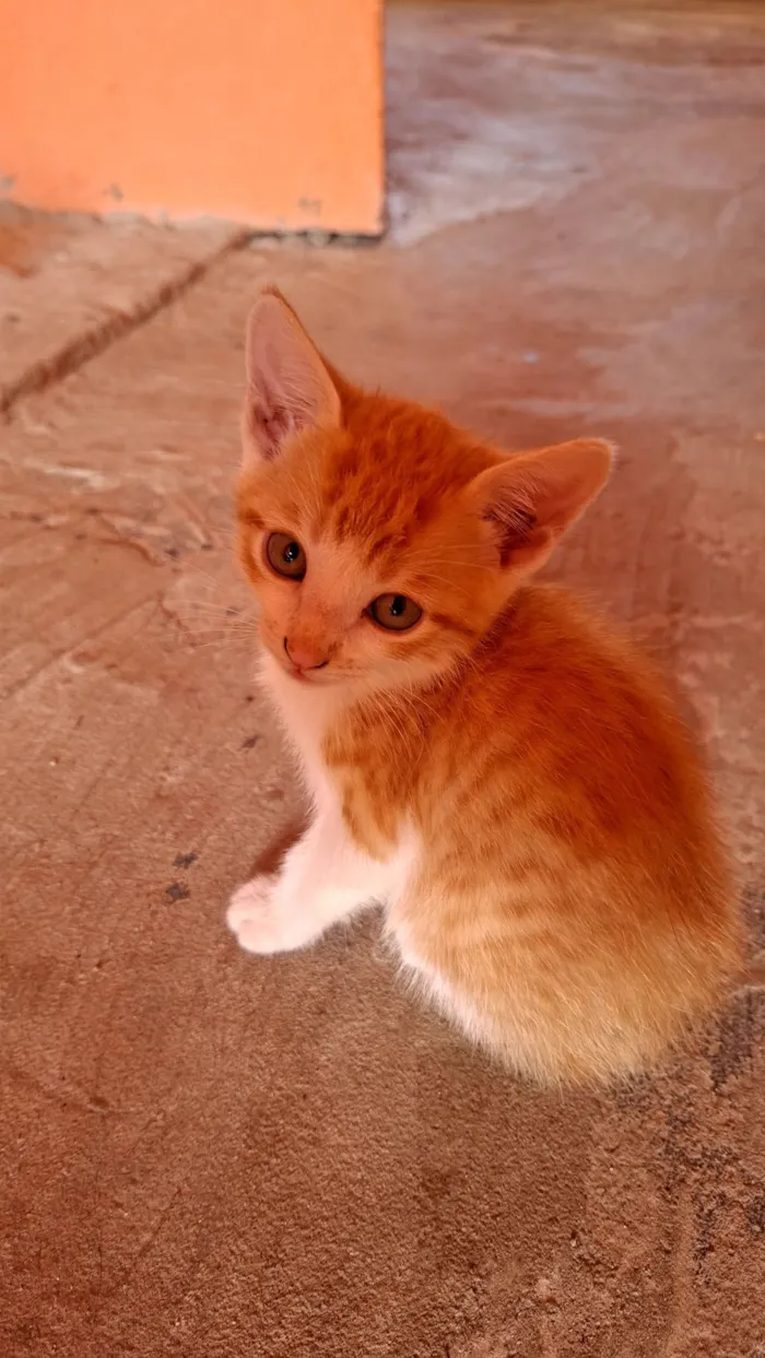 Gato raça SRD-ViraLata idade 2 anos nome Funny 