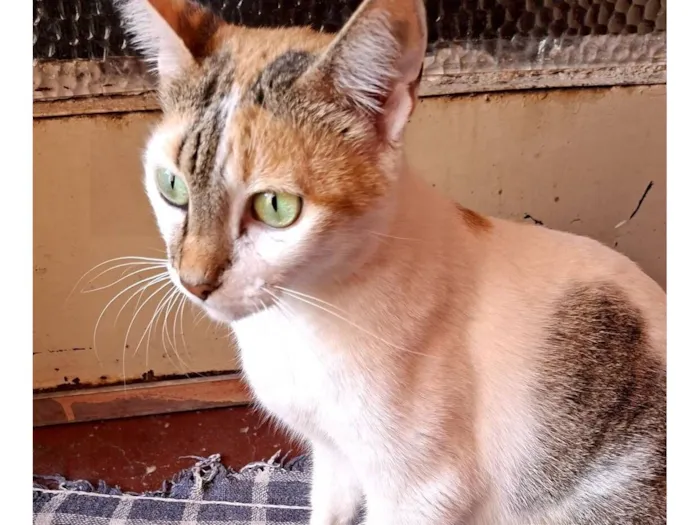 Gato raça SRD-ViraLata idade 2 anos nome Funny 