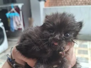 Gato raça SRD-ViraLata idade Abaixo de 2 meses nome Sem nome