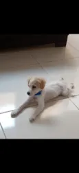 Simba