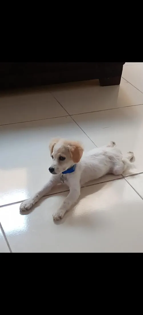 Cachorro raça Poodle idade 1 ano nome Simba