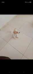 Simba